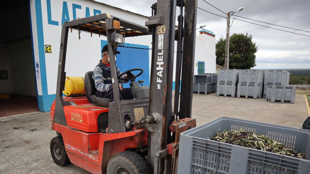 Receção e laboração de transformação de azeitona no Lagar de Galveias